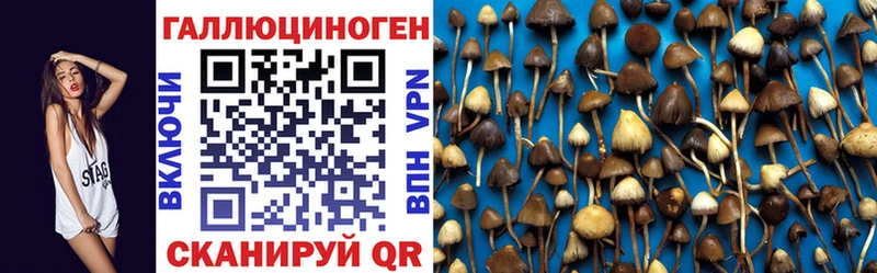 Купить где  Баймак  Псилоцибиновые грибы Psilocybe 